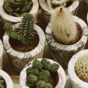 Cactus Myths Image